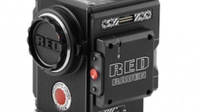 red-raven-brain-only-1